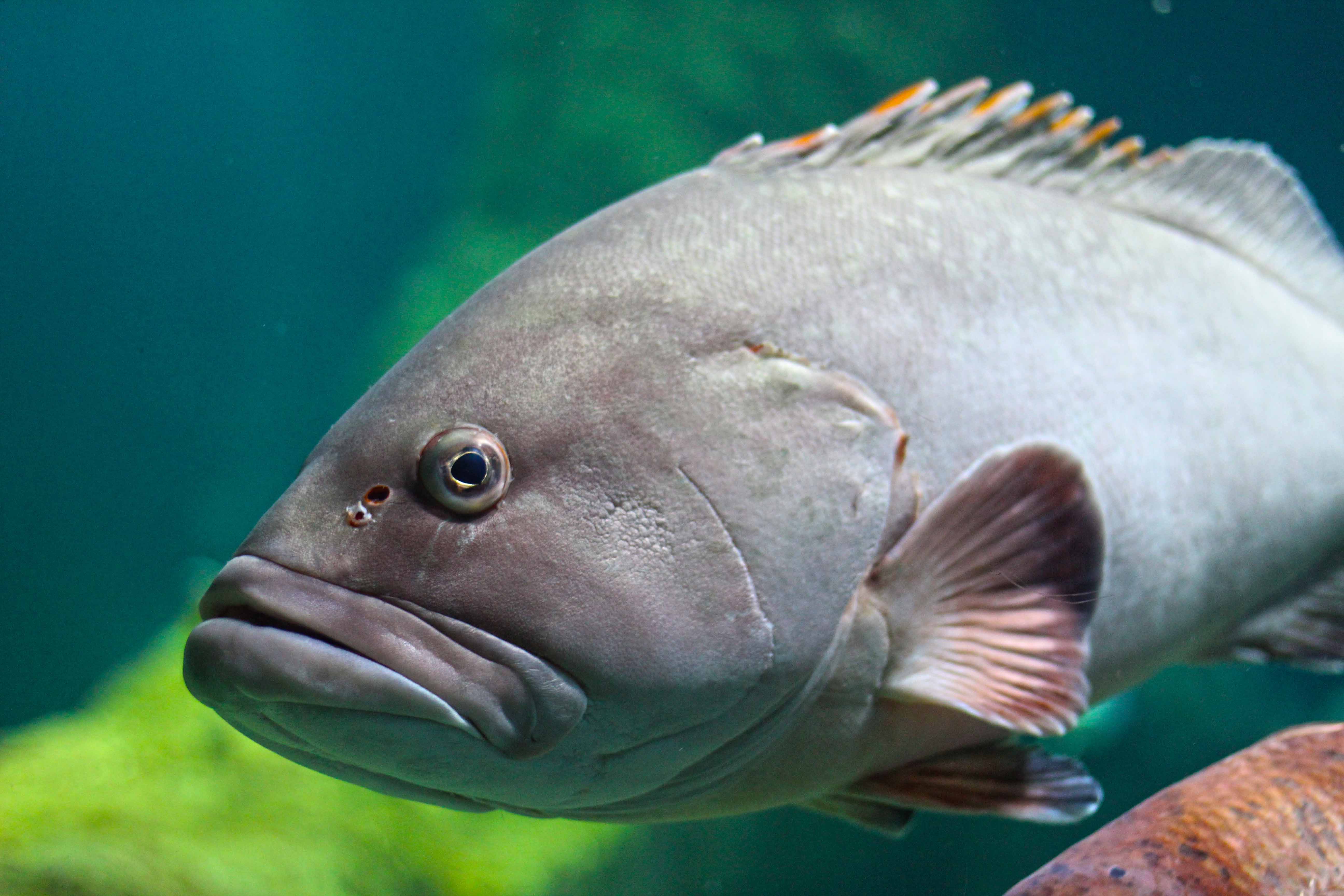 354_alta_Aquarium Epinephelus Marginatus.JPG